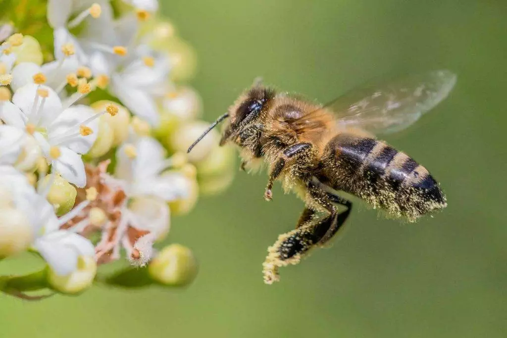 sauver les abeilles semaine des fleurs