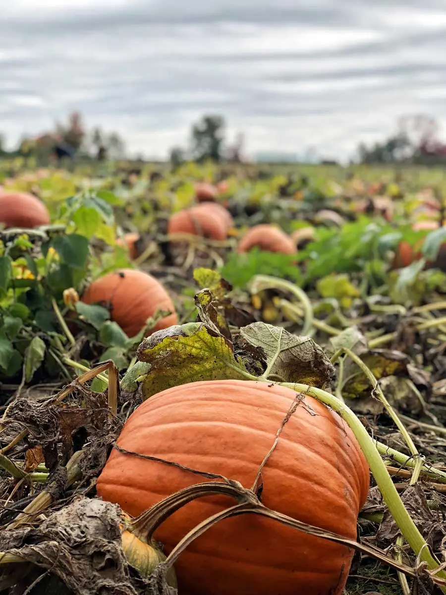 citrouille-automne